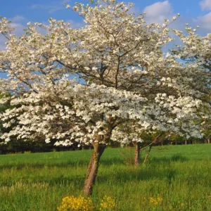 White Dogwood Live Plant – 10-16