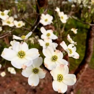 White Dogwood Live Plant – 10-16