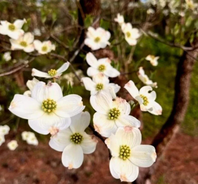White Dogwood Live Plant – 10-16" Tall Seedling – Quart Pot – Outdoor Tree – Cornus florida - Image 9