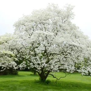 White Dogwood Live Plant – Quart Pot – Ornamental Flowering Tree – Outdoor - Image 10