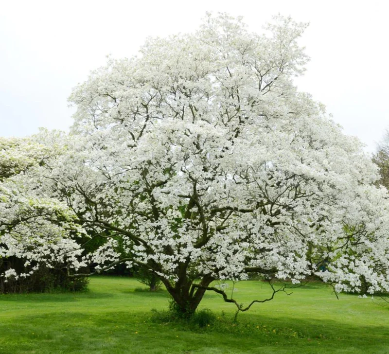 White Dogwood Live Plant – Quart Pot – Ornamental Flowering Tree – Outdoor - Image 10