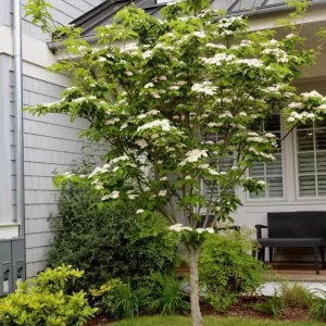 White Dogwood Live Plant – Quart Pot – Ornamental Flowering Tree – Outdoor - Image 3