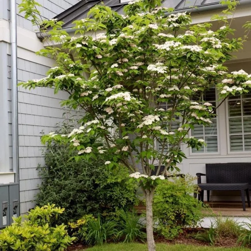 White Dogwood Live Plant – Quart Pot – Ornamental Flowering Tree – Outdoor - Image 3