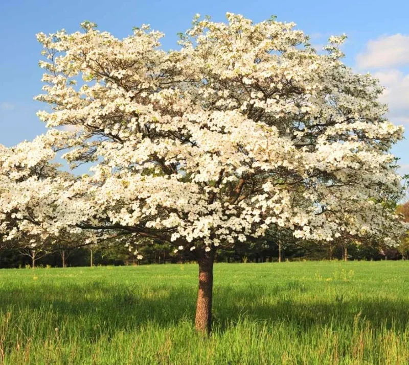 White Dogwood Live Plant – Quart Pot – Ornamental Flowering Tree – Outdoor - Image 1