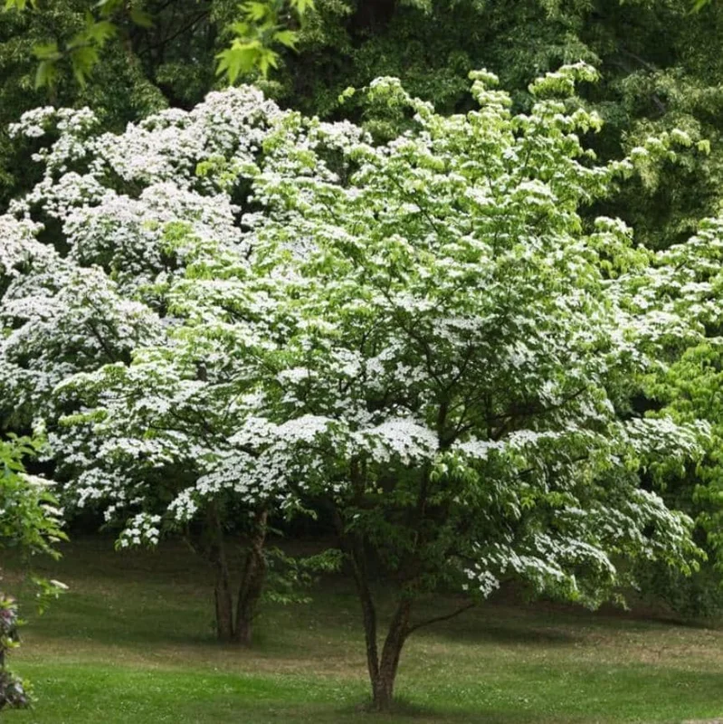 White Dogwood Live Plant – Quart Pot – Ornamental Flowering Tree – Outdoor - Image 4