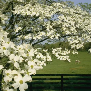 White Dogwood Live Plant – Quart Pot – Ornamental Flowering Tree – Outdoor - Image 5