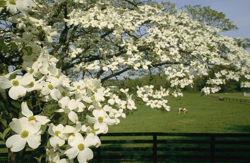White Dogwood Live Plant – Quart Pot – Ornamental Flowering Tree – Outdoor - Image 5