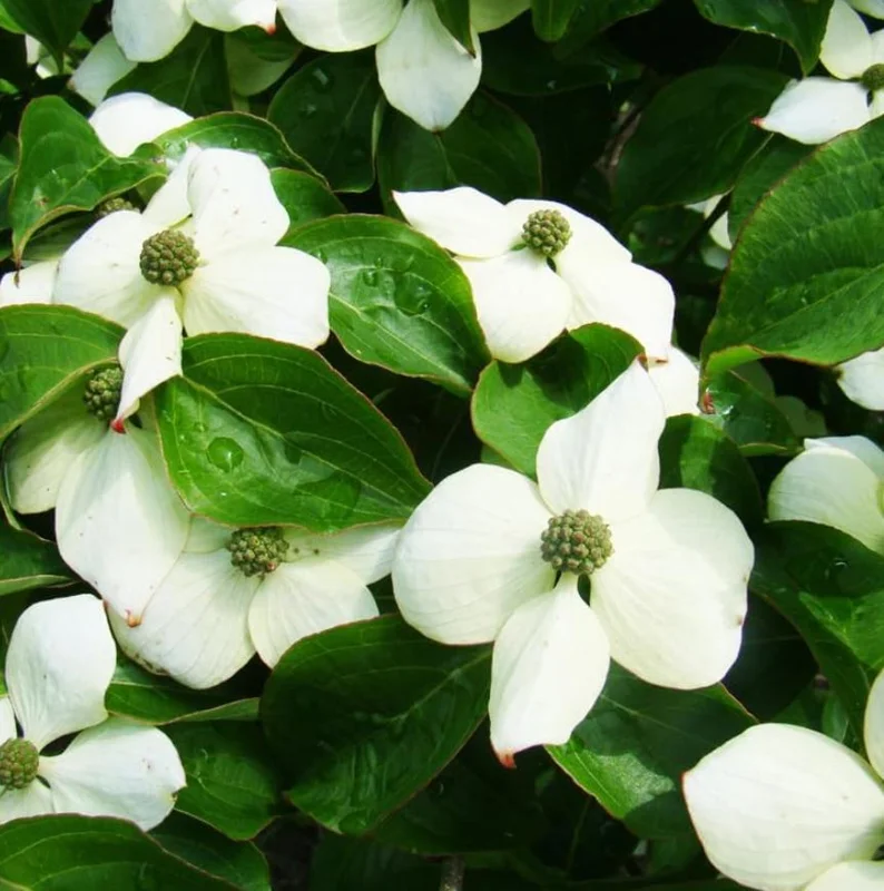 White Dogwood Live Plant – Quart Pot – Ornamental Flowering Tree – Outdoor - Image 6