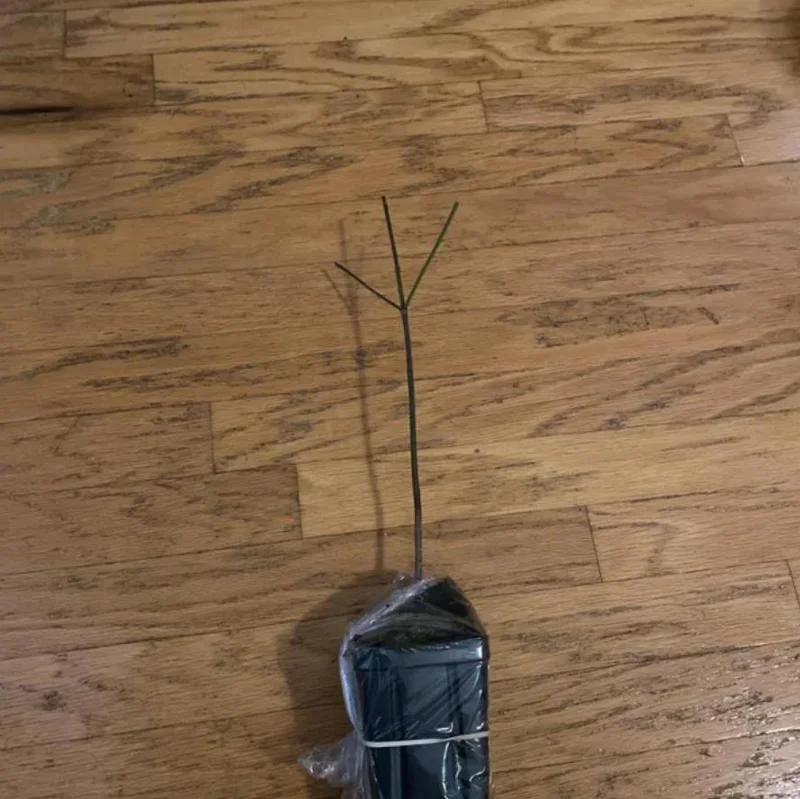 White Dogwood Live Plant – Quart Pot – Ornamental Flowering Tree – Outdoor - Image 7