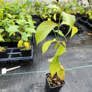 White Dogwood Live Plant – Quart Pot – Ornamental Flowering Tree – Outdoor - Image 8