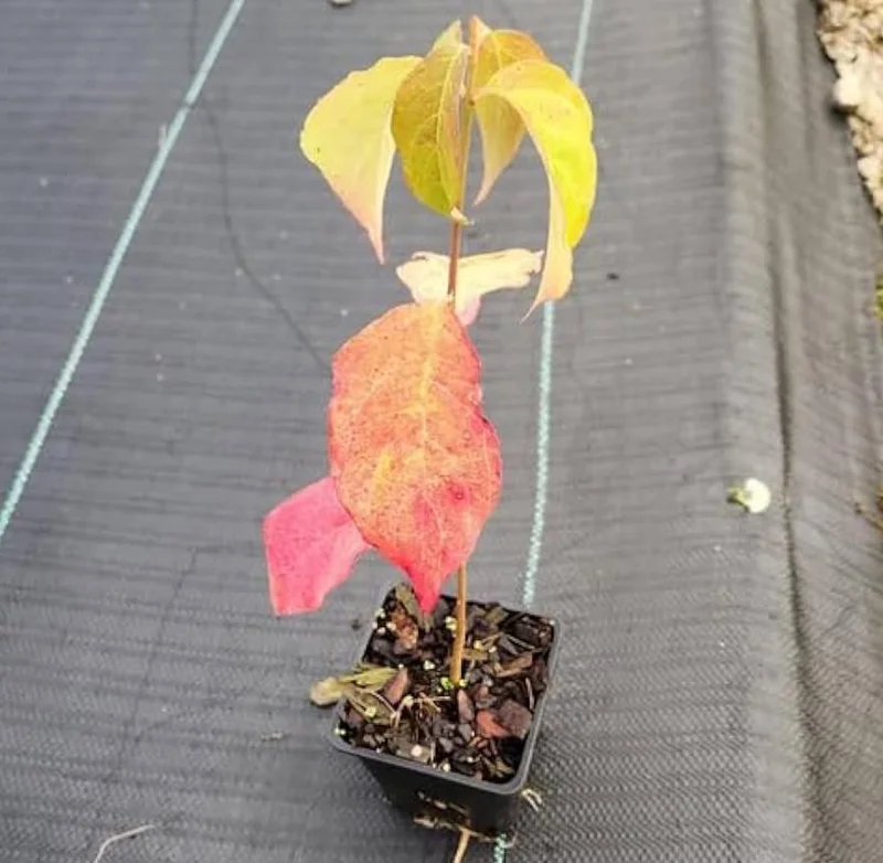 White Dogwood Live Plant – Quart Pot – Ornamental Flowering Tree – Outdoor - Image 9