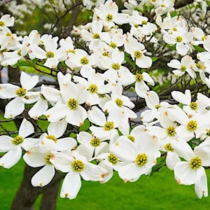 White Dogwood Sapling Tree - Live Plant - 10-16" Tall - 1 Quart Pot - Outdoor Ornamental - Image 2