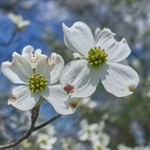 White Dogwood Sapling Tree - Live Plant - 10-16