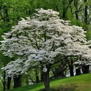 White Dogwood Sapling Tree - Live Plant - 10-16" Tall - 1 Quart Pot - Outdoor Ornamental - Image 1