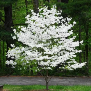 White Dogwood Sapling Tree - Live Plant - 10-16