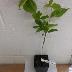 White Dogwood Sapling Tree - Live Plant - 10-16