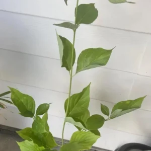 White Dogwood Sapling Tree - Live Plant - 10-16