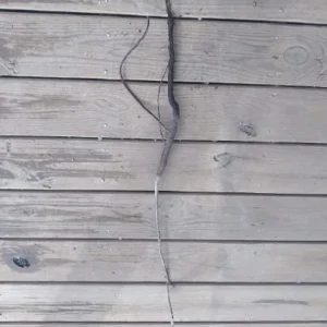 White Dogwood Tree Bareroot - 2 Pack, 12-18" Tall, Outdoor Ornamental Plant - Image 2