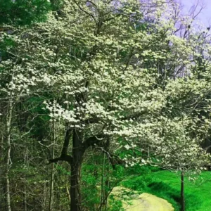 White Dogwood Tree Bareroot - 2 Pack, 12-18" Tall, Outdoor Ornamental Plant - Image 1