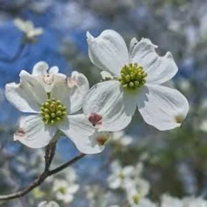 White Dogwood Tree – Live Bare Root Plant – Cornus florida – 12-24in Tall - Image 3