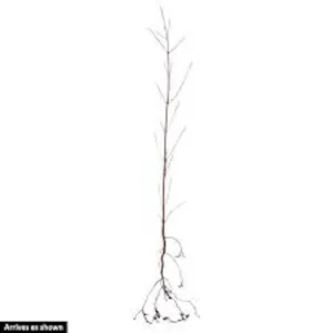 White Dogwood Tree – Live Bare Root Plant – Cornus florida – 12-24in Tall - Image 6