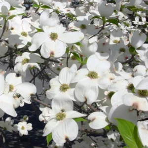 White Dogwood Tree Live Plant – 1-2 Ft Tall Flowering Dogwood – Outdoor - Image 2