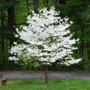 White Dogwood Tree Live Plant – 1-2 Ft Tall Flowering Dogwood – Outdoor - Image 4