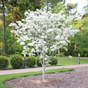 White Dogwood Tree Live Plant 12-24in Tall - Cornus florida, Bare Root - Image 5