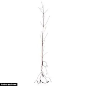 White Dogwood Tree Live Plant Bare Root - Cornus florida 12-24in Tall - Image 2