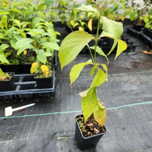 White Dogwood Tree Live Plant - Cornus Florida 4" Container, 6-8" Tall - Image 2