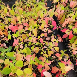 White Dogwood Tree Live Plant - Cornus Florida 4