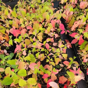 White Dogwood Trees (Cornus Florida) Live Plant – 4 inch Container – Outdoor - Image 3