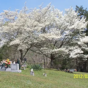 White Dogwood Trees (Cornus Florida) Live Plant – 4 inch Container – Outdoor - Image 1