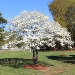 White Flowering Dogwood Tree - Cornus florida Live Plant - 1 Quart Pot - Outdoor - Image 3