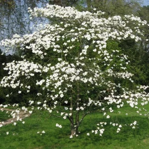 White Flowering Dogwood Tree Live Plant - Cornus florida, Quart Pot, 10-16 inches Tall, Outdoor - Image 2