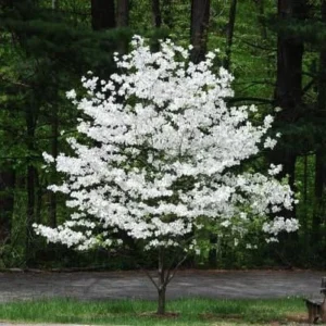 White Flowering Dogwood Tree Live Plant - Cornus Florida in 4" Nursery Pot, Outdoor - Image 1