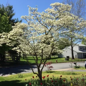 White Flowering Dogwood Tree Live Plant - Cornus florida, Quart Pot, 10-16 inches Tall, Outdoor - Image 1