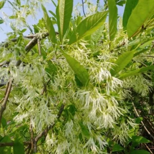 White Fringe Tree Live Plant - Chionanthus virginicus - 1 Quart Pot - Outdoor - Image 2