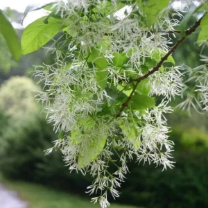 White Fringe Tree Live Plant - Chionanthus virginicus - 1 Quart Pot - Outdoor - Image 3