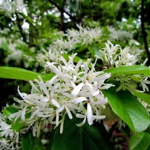 White Fringe Tree Live Plant - Chionanthus virginicus - 1 Quart Pot - Outdoor - Image 4