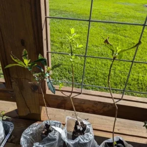 White Fringe Tree Live Plant - Chionanthus virginicus - 1 Quart Pot - Outdoor - Image 6