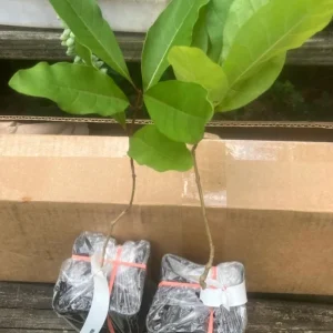 White Fringe Tree Live Plant - Chionanthus virginicus - 1 Quart Pot - Outdoor - Image 7