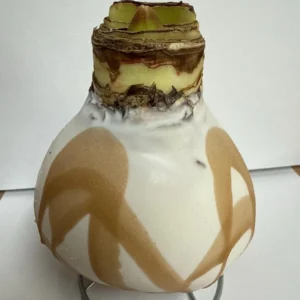 White Gold Splatter Waxed Amaryllis Bulb 28/30 - No Soil, No Water, Indoor - Image 3