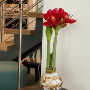 White & Gold Splatter Waxed Victoria Amaryllis Bulb 36/38 Indoor Flower - Image 2