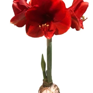 White & Gold Splatter Waxed Victoria Amaryllis Bulb 36/38 Indoor Flower - Image 1