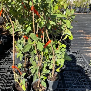 White Guava Live Plant - 2 ft Tall, 6 in Pot, Indoor/Outdoor Fruit Tree - Image 3