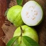 White Guava Live Plant – 2 ft Tall – 6 inch Pot – Tropical Fruit Tree - Image 2