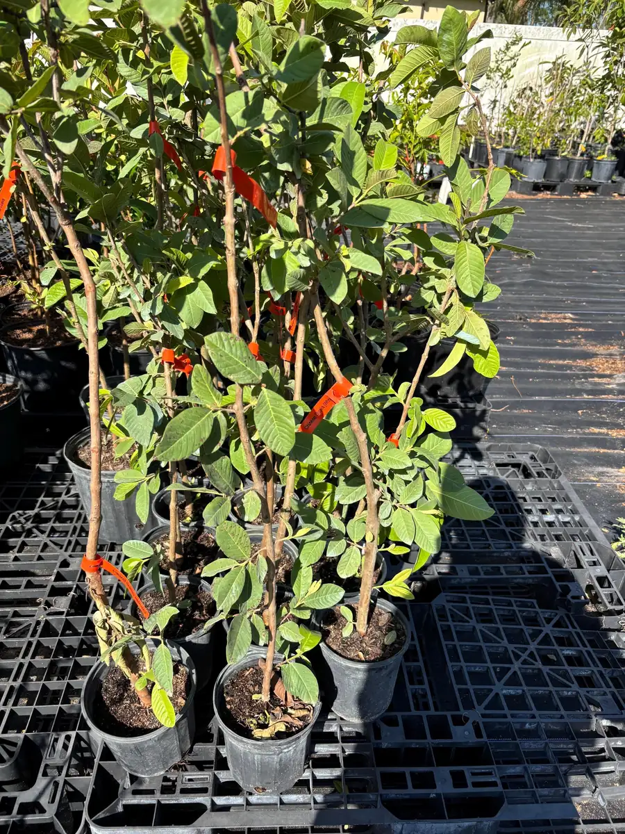 White Guava Live Plant – 2 ft Tall – 6 inch Pot – Tropical Fruit Tree - Image 3