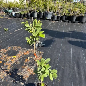 White Guava Live Plant – 2 ft Tall – 6 inch Pot – Tropical Fruit Tree - Image 1