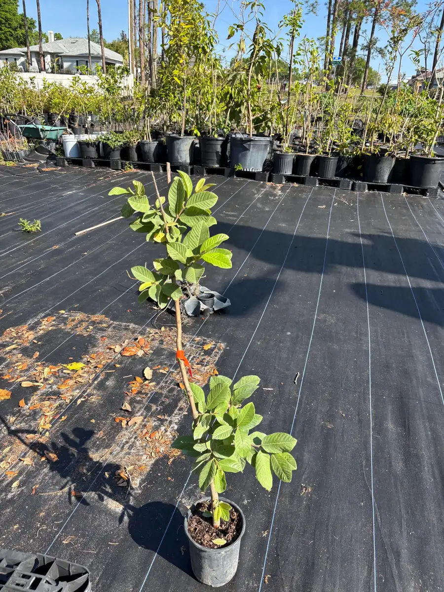 White Guava Live Plant – 2 ft Tall – 6 inch Pot – Tropical Fruit Tree - Image 1